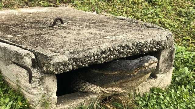 An alligator rescued by firefighters in Florida from a storm drain.