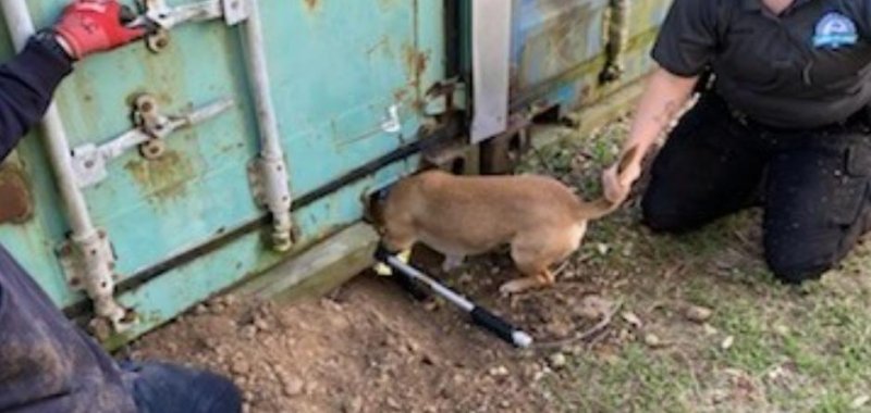 Dog rescued by firefighters in Florida. 