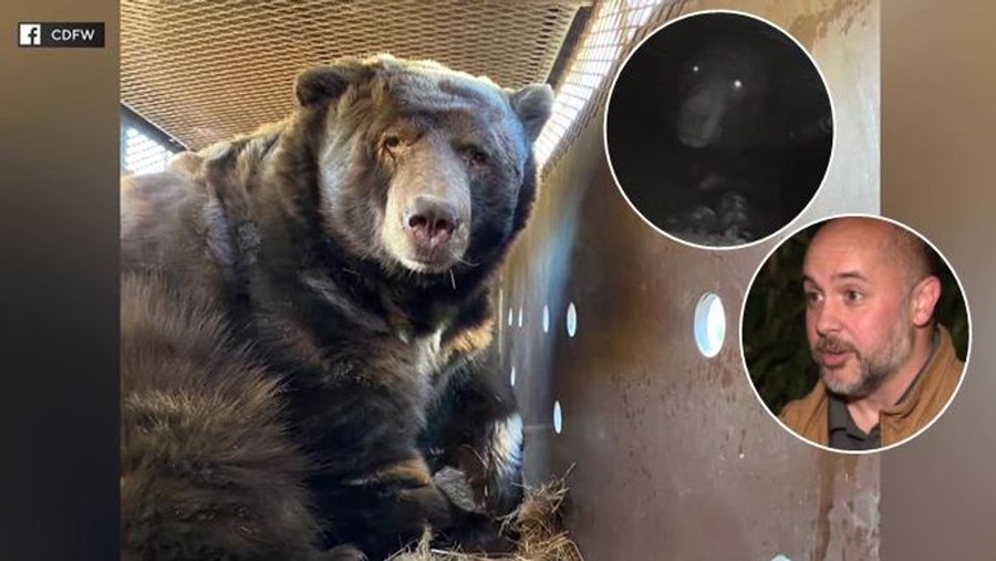 A huge bear seen underneath a home in California during the Eaton fire. 