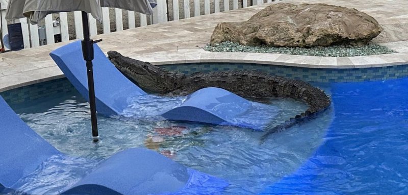 An alligator that was inside of a swimming pool in Key Largo being removed. An alligator that was inside of a swimming pool in Key Largo being removed.