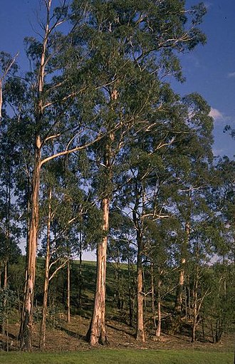 An image of Eucalyptus trees. Credit: Wikipedia