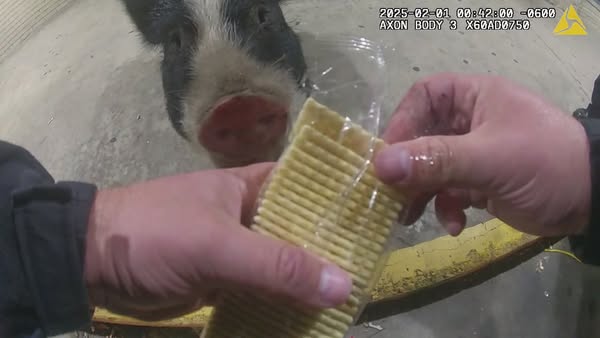 A Tulsa police officer attempting to feed a runaway hog.