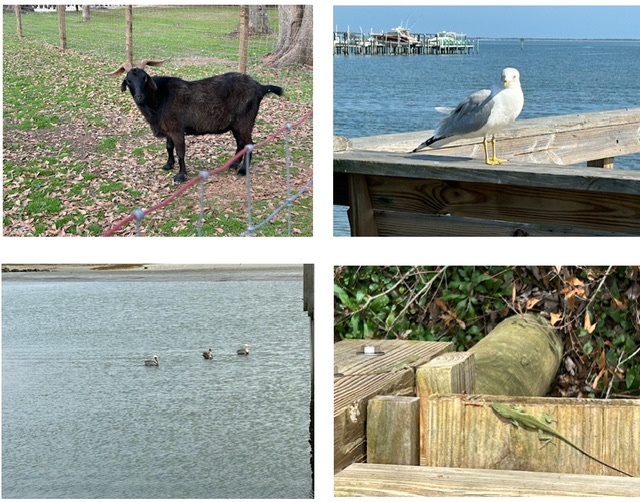 Animals I saw while on vacation.  All photos taken by and the property of FourWalls.