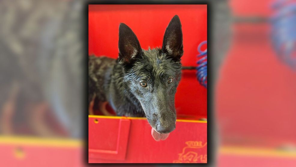 K9 police dog Bak rewarded by the owners of a pet store in Florida.