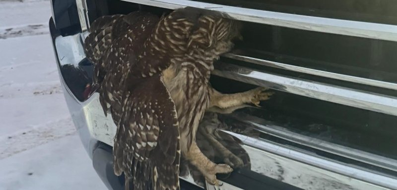 An owl that was stuck on a front grill of a truck rescued by an animal control officer/ .