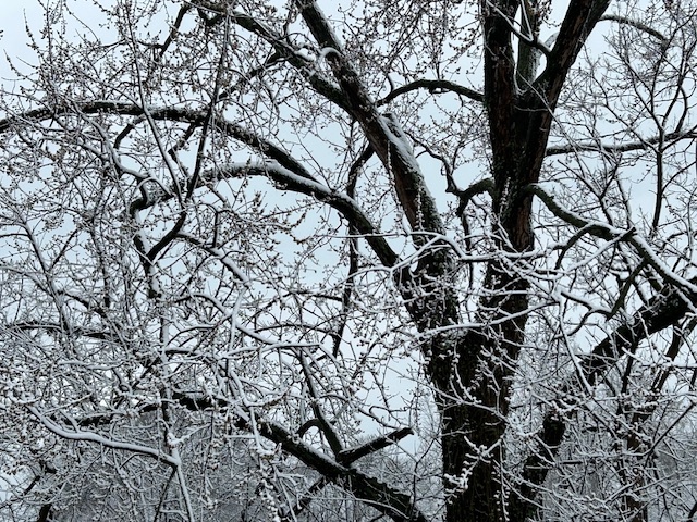 White-covered trees.  Photo taken by and the property of FourWalls.