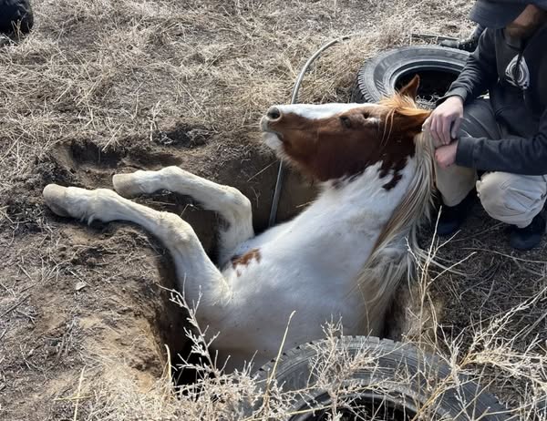 A female horse rescued by first responders in Colorado.