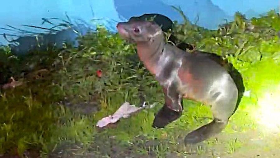 A baby seal found in Candlestick Park California rescued by CHP officers. 