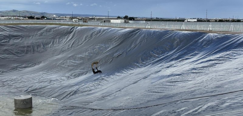 SPCA officials rescue a coyote from a near retention pond in California. 