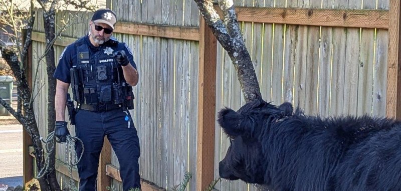 Eugene police officer and a cow that fell off of a trailer.