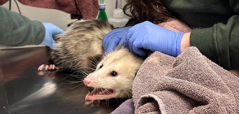 Opossum eats a cake in Nebraska and winds up getting ill. Opossum eats a cake in Nebraska and winds up getting ill.