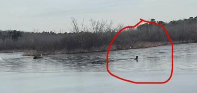 Animal rescue officers rescue a deer who was in a frozen river in New York Animal rescue officers rescue a deer who was in a frozen river in New York