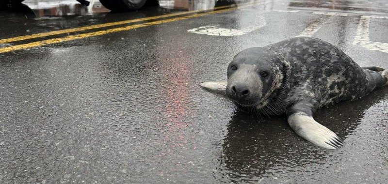 A baby seal sighted in New Haven Connecticut.