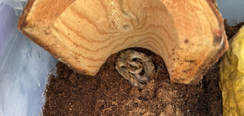 A poisonous snake seen in a shipment of bananas in a supermarket in N H