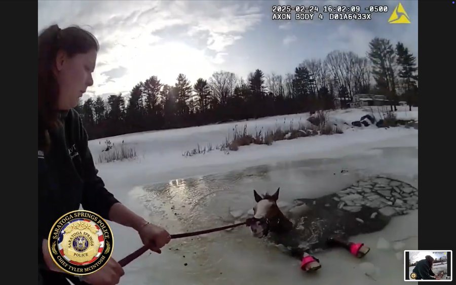 A horse named Sly gets rescued by several persons in New York State