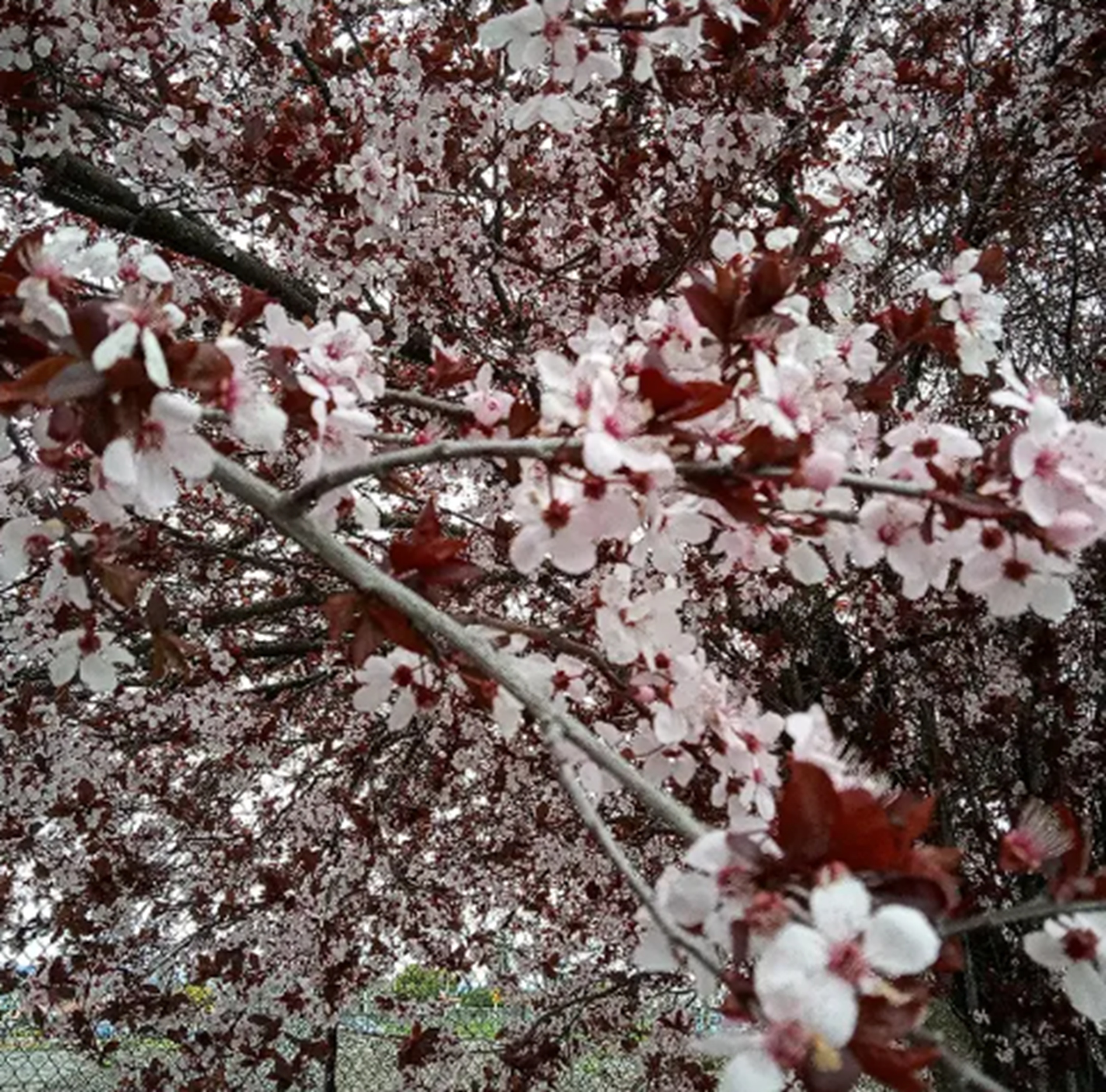 Photo I took of a tree at the bus stop down town Photo I took of a tree at the bus stop down town
