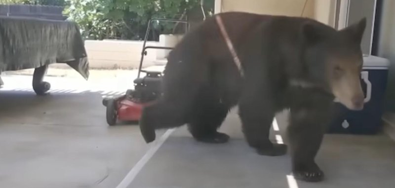 Bear in a home in Pasadena last month during the Eaton fires.