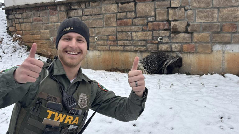 A TWRA official celebrates rescuing a porcupine in Knoxville TN. A TWRA official celebrates rescuing a porcupine in Knoxville TN.