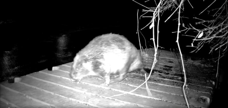 A huge beaver seen in the Chicago area making news with a not for profit group. A huge beaver seen in the Chicago area making news with a not for profit group.
