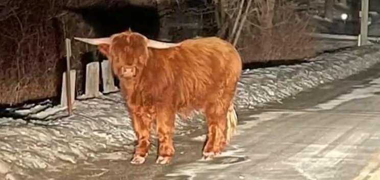 Scottish highland bull on the streets of Kent Connecticut