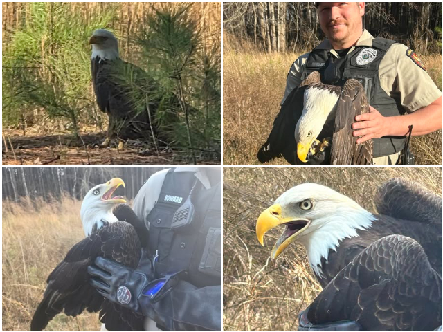 Animal control officer Luke Howard rescues an injured bald eagle. 
