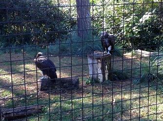 Friendly vulture on the loose in the Atlanta Georgia area.