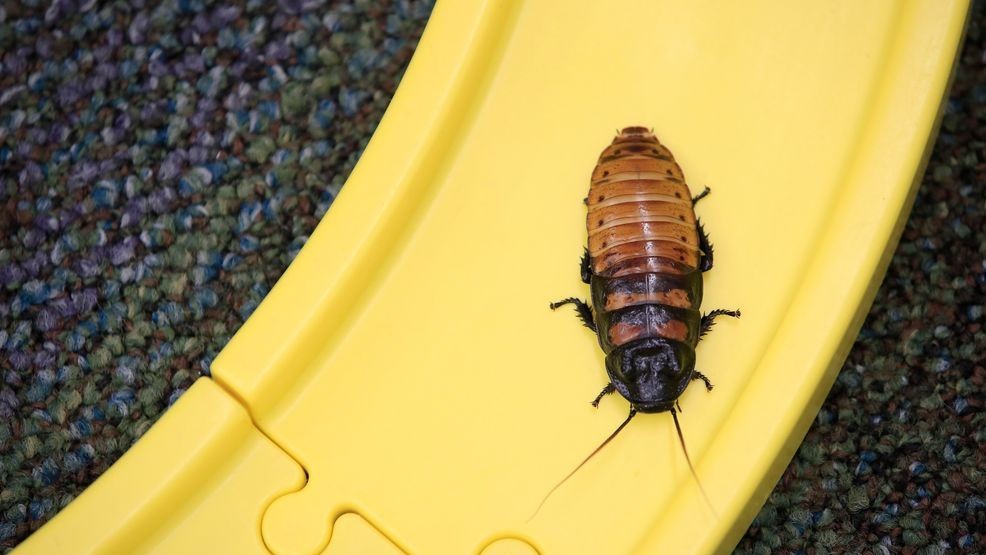 Image of a cockroach inside of a home.