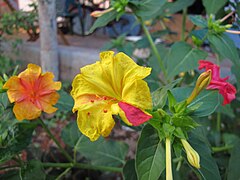 https://en.wikipedia.org/wiki/Mirabilis_jalapa#/media/File:Mirabilis-jalapa-In-Different-Colors.jpg