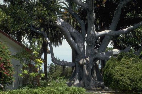 Complex trees - Nature, the gentlest mother, Impatient of no child, The feeblest or the waywardest, Her admonition mild