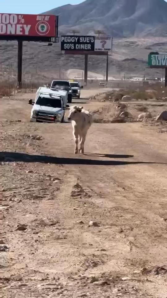 NDOT chasing a loose cow near Las Vegas last month. NDOT chasing a loose cow near Las Vegas last month.