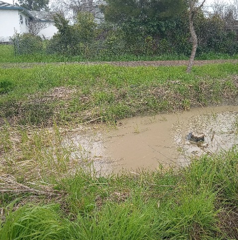 Photo I took of the back creek 3-17-25 Photo I took of the back creek 3-17-25