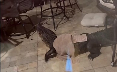 An alligator enters a home in Livingston Parish Louisiana. An alligator enters a home in Livingston Parish Louisiana.