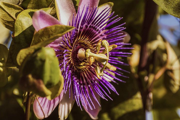 Purple Passion Flower