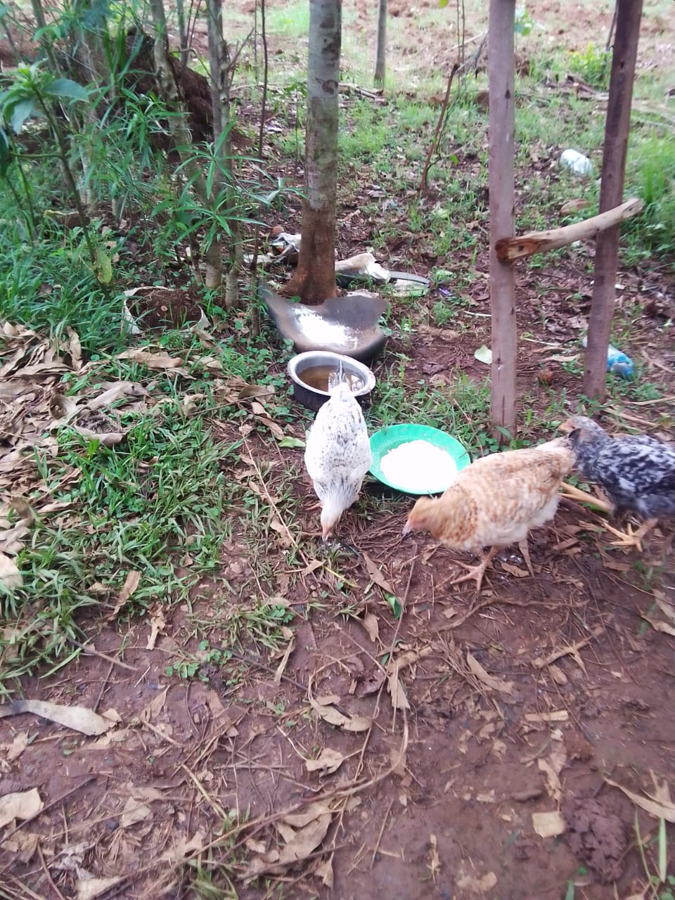 A photo of some of my chicken feeding 