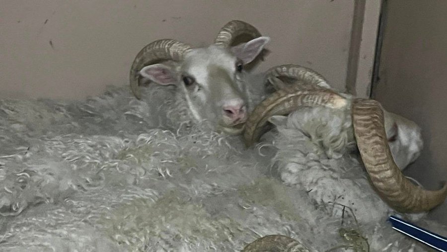 Five sheep at an animal rescue home in Sequim Washington Five sheep at an animal rescue home in Sequim Washington