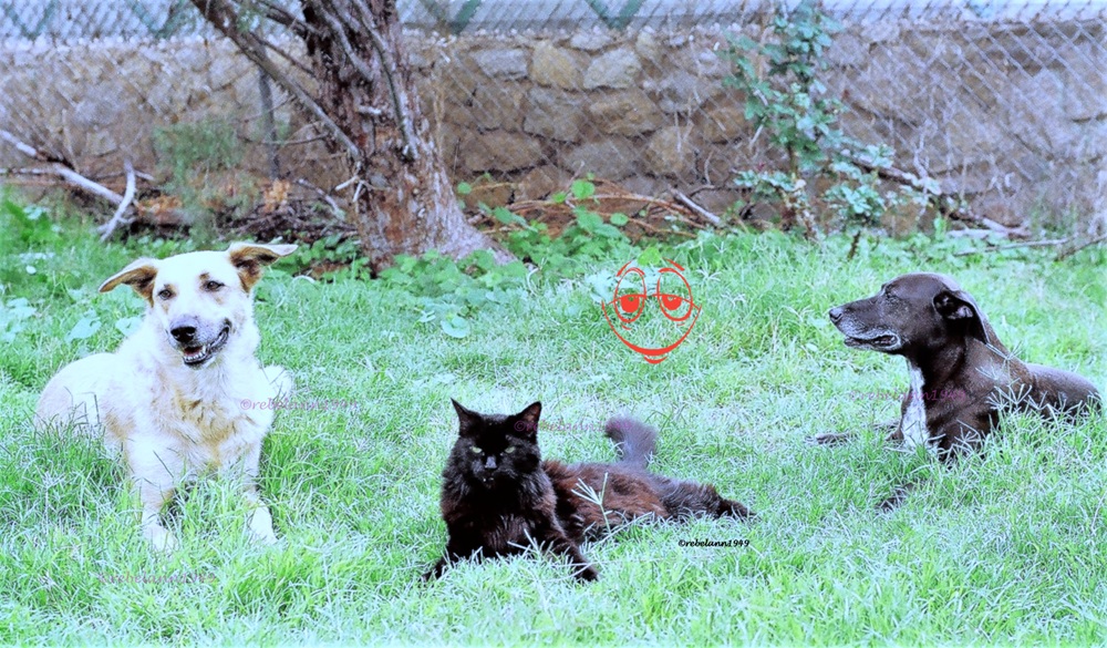 This was my 1st trio, I still miss them to this day