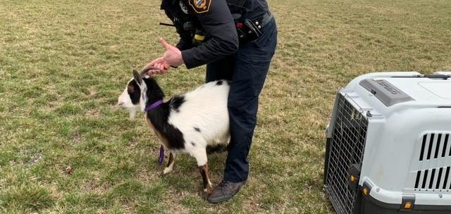 A police officer in New Hampshire captures a loose goat A police officer in New Hampshire captures a loose goat