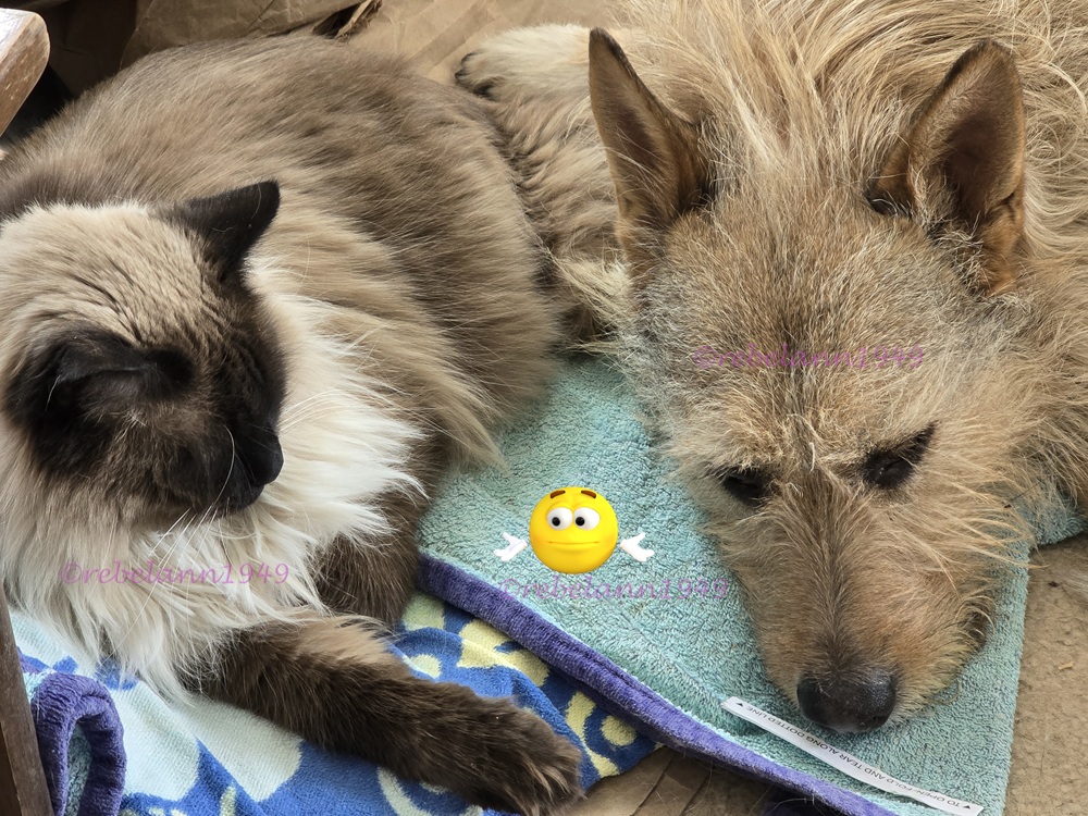 Tuffy is worried about Roscoe, can you tell?