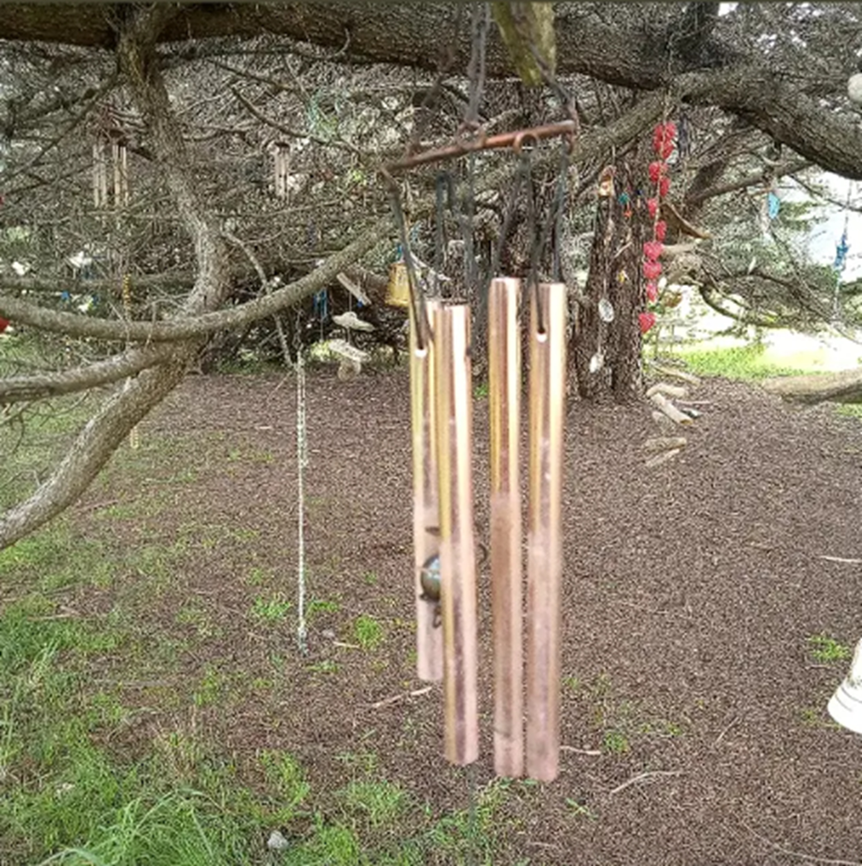 Photo #13 from Nicholas Green Memorial Tree Photo #13 from Nicholas Green Memorial Tree