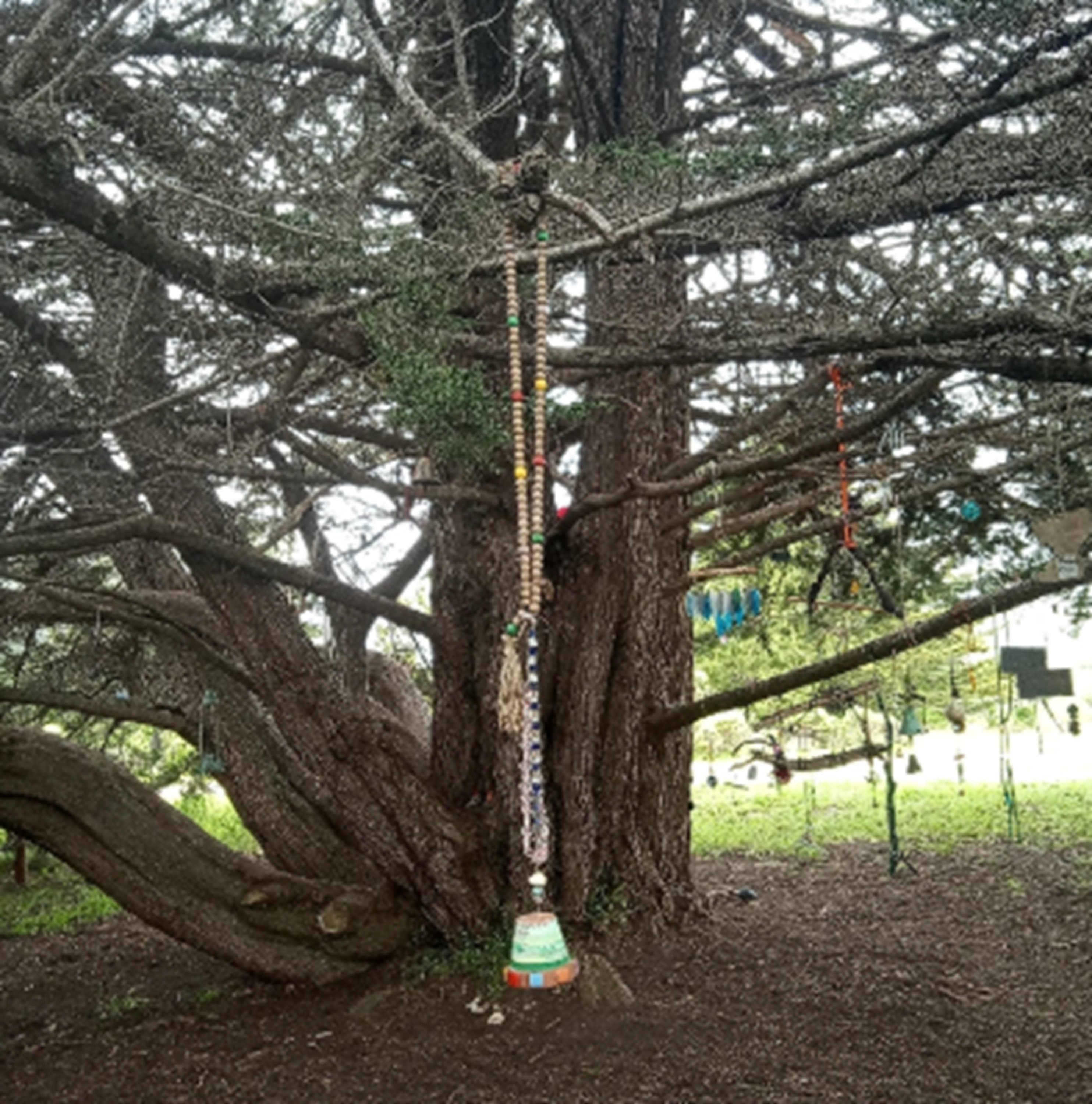 Photo #22 from Nicholas Green Memorial Tree