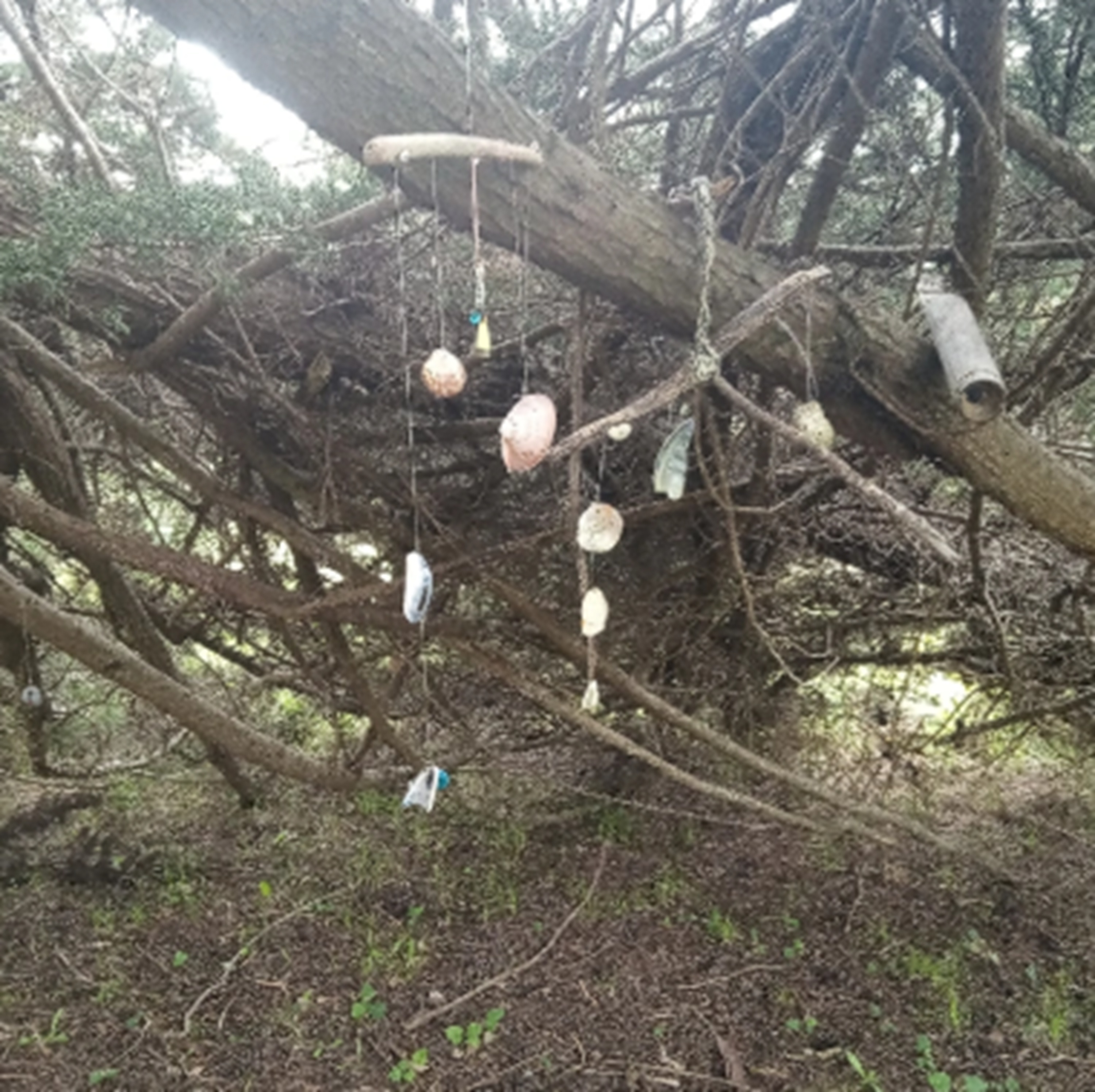 Nicholas Green memorial tree photo 23