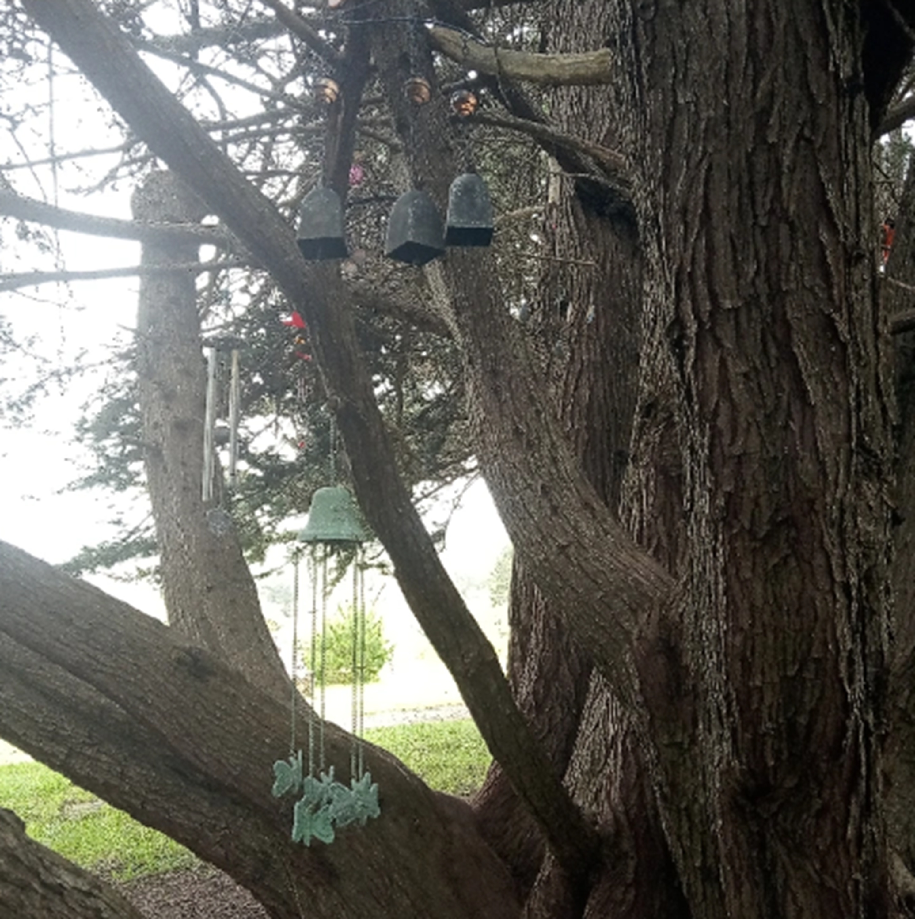 Photo #24 from Nicholas Green Memorial Tree