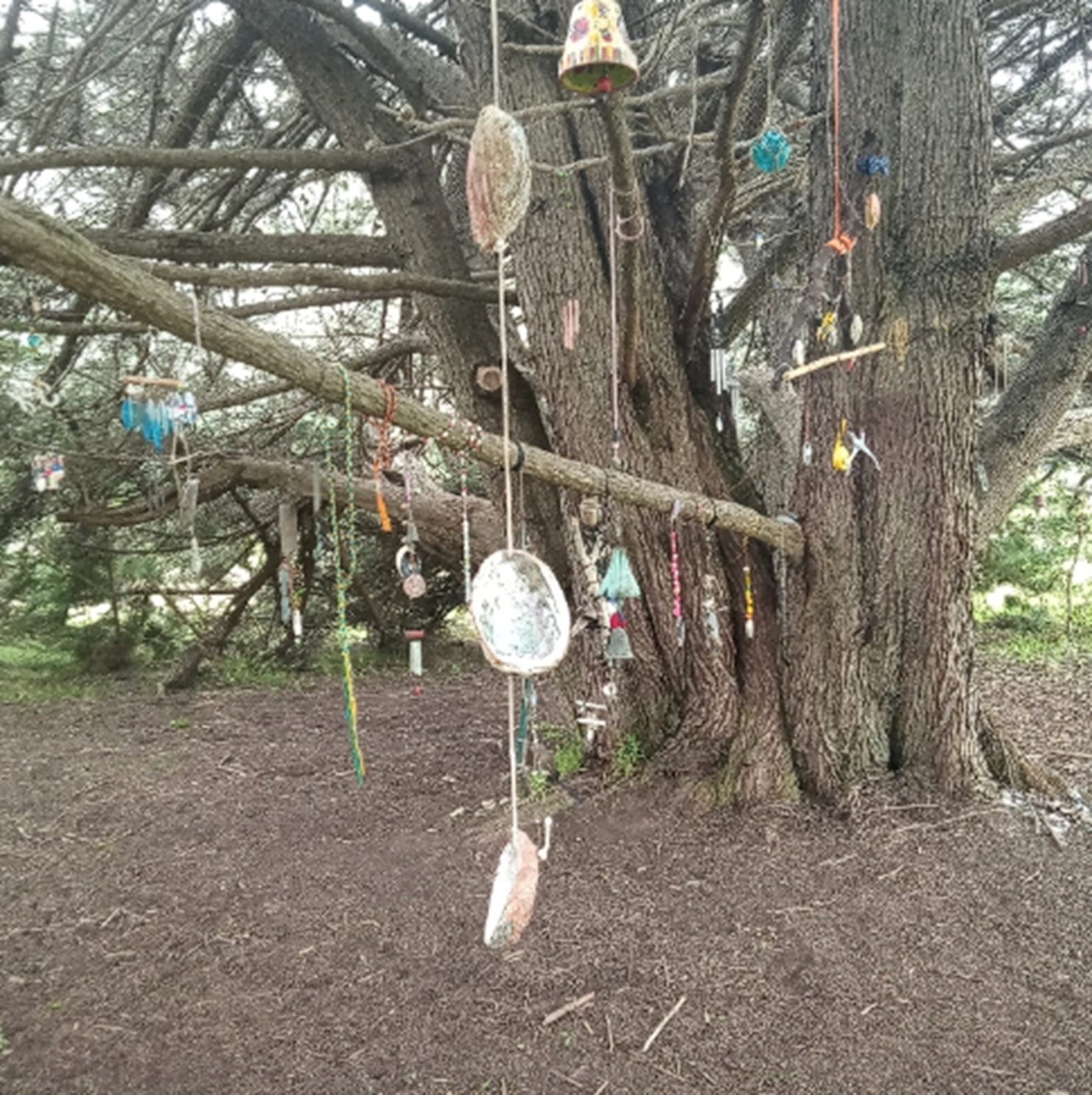 Photo taken by me at Nicholas Green Memorial Tree