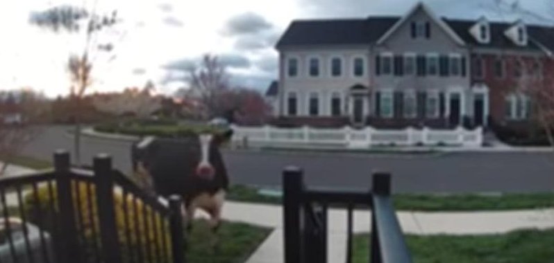 Loose cows in Doylestown Pennsylvania.