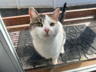 Neighborhood cat wanting food.  Photo taken by and the property of FourWalls.