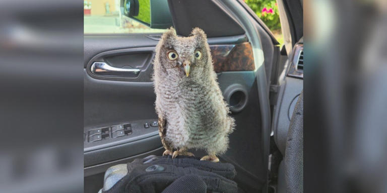 Image of a baby owl that was seen in a parking lot in Pinellas County Florida