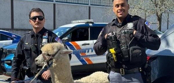 Westchester County Police Officers with an alpaca 