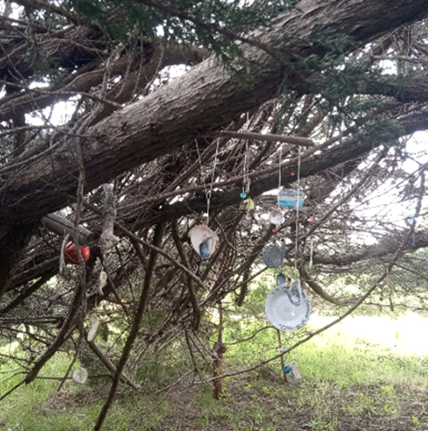 Nicholas Green Memorial Tree #36 Nicholas Green Memorial Tree #36