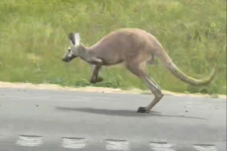 A female kangaroo on the loose on Interstate 85 in Alabama