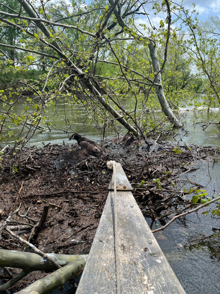 WBS officials rescue a pair of baby eagles in a river in Missouri.